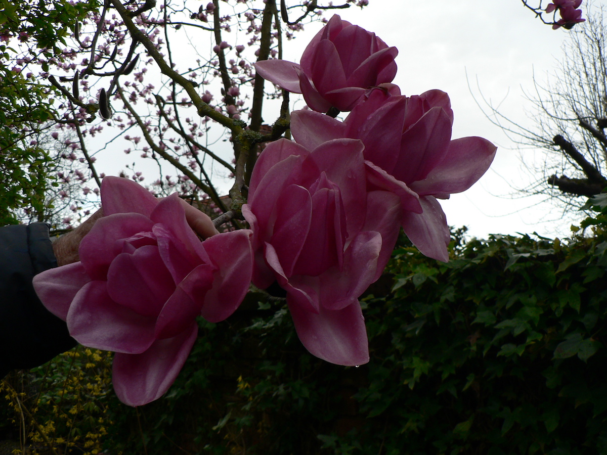 campbellii ssp mollicomata Lanarth seedling